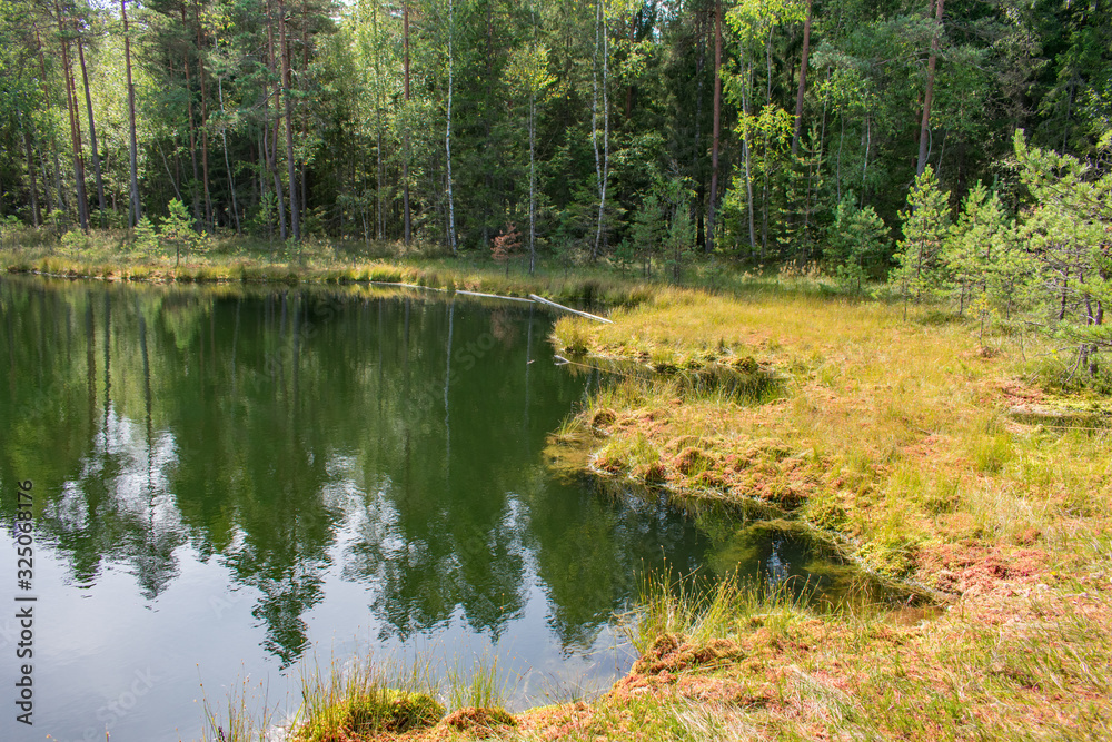Obraz premium Landscape of beautiful bog lake with green forest and blue sky background.