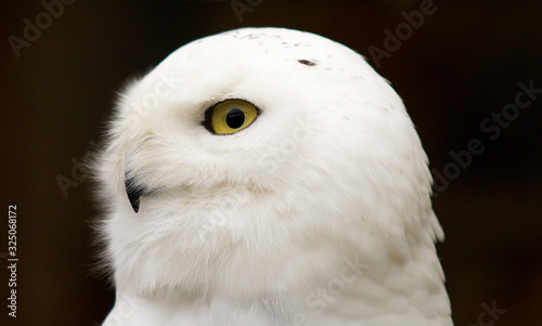 Snowy Owl Head Black Background © Natalie