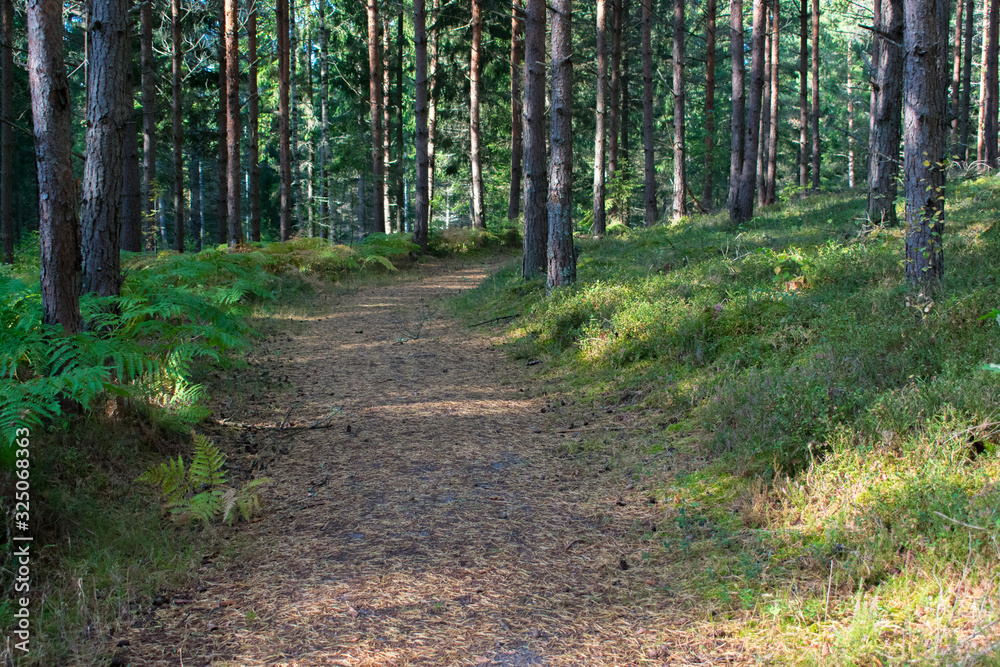 Fototapeta premium Mysterious, dark, green pathway road in the woods
