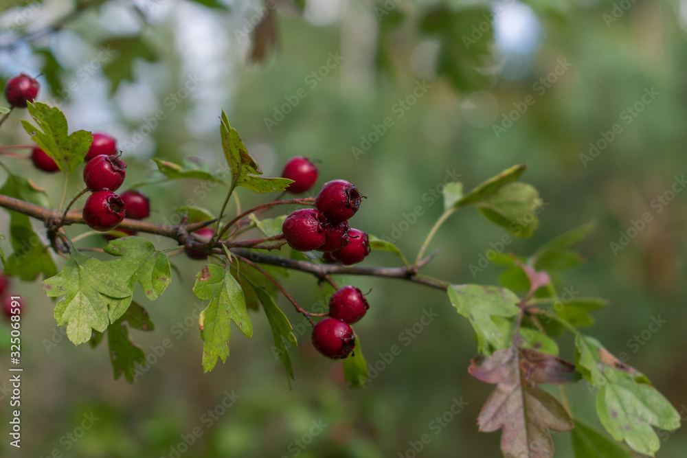 Red hawthorn (Crataegus ambigua) berries. Green leaves.