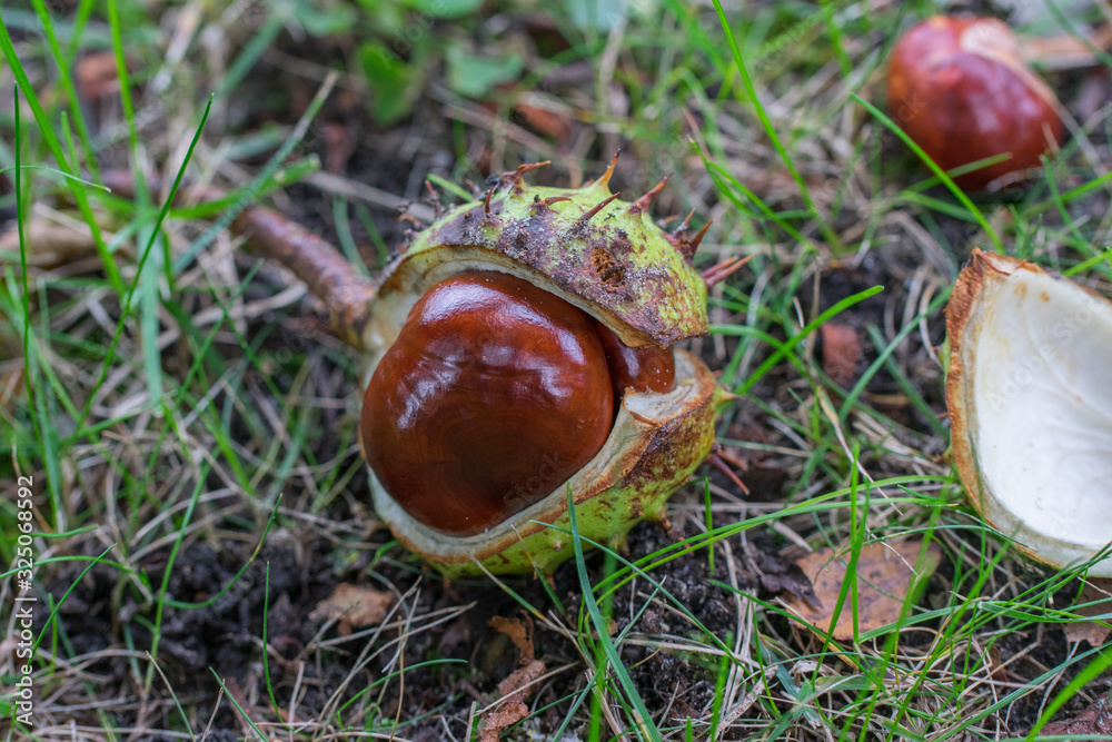Opened horse chestnut (Aesculus) shell on the ground in green grass. Opened horse chestnut (Aesculus) shell on the ground in green grass.