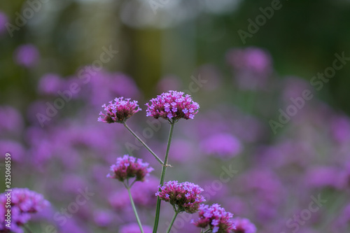 Fototapeta Naklejka Na Ścianę i Meble -  Flowering Purpletop Vervain (Verbena bonariensis)