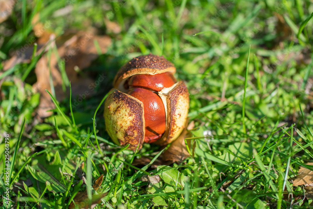 Opened horse chestnut (Aesculus) shell on the ground in green grass. Opened horse chestnut (Aesculus) shell on the ground in green grass.