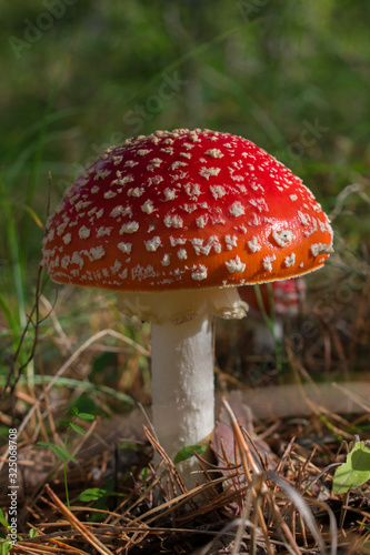 Beautiful red poisonous fly agaric (Amanita muscaria) mushroom in forest.