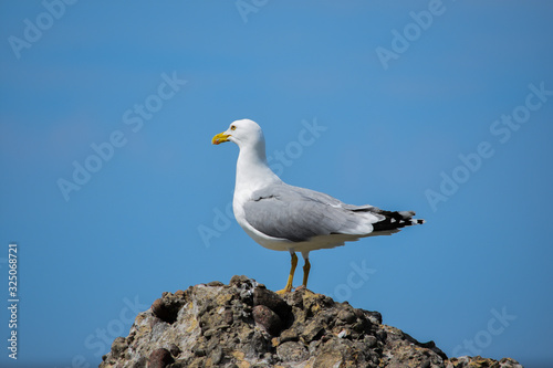 Adult European herring gull (Larus argentatus) standing on a rock. Sea background.