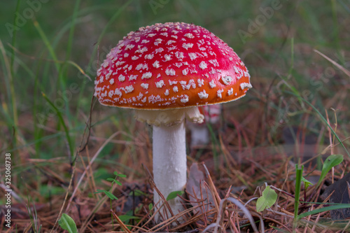 Beautiful red poisonous fly agaric (Amanita muscaria) mushroom in forest.