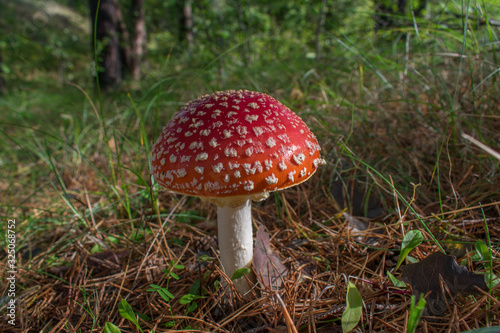 Beautiful red poisonous fly agaric (Amanita muscaria) mushroom in forest. © Abinieks