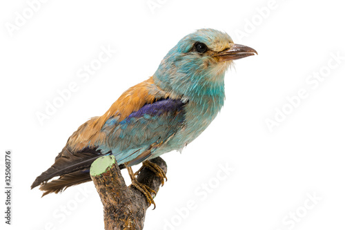 Stuffed, colorful blue rag sits on a branch