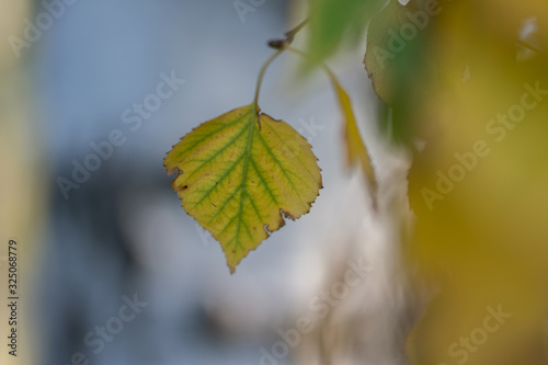 Yellow  green autumn birch leaf hanging from branch. Black and white birch tree background.