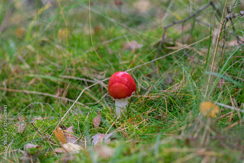 Beautiful red poisonous fly agaric (Amanita muscaria) mushroom in forest. Beautiful red poisonous fly agaric (Amanita muscaria) mushroom in forest.