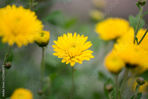 Blooming yellow chrysanthemum flower with green background
