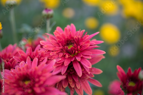 Blooming pink chrysanthemum flower with green and yellow background