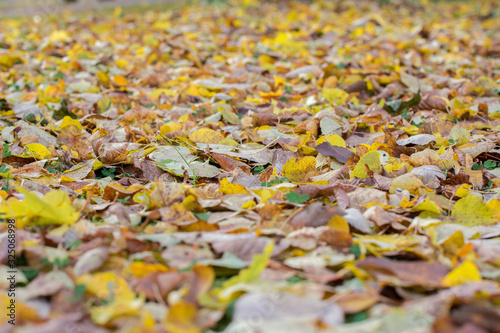 Autumn background from fallen yellow and brown leaves on the ground with selective focus and shallow depth of field