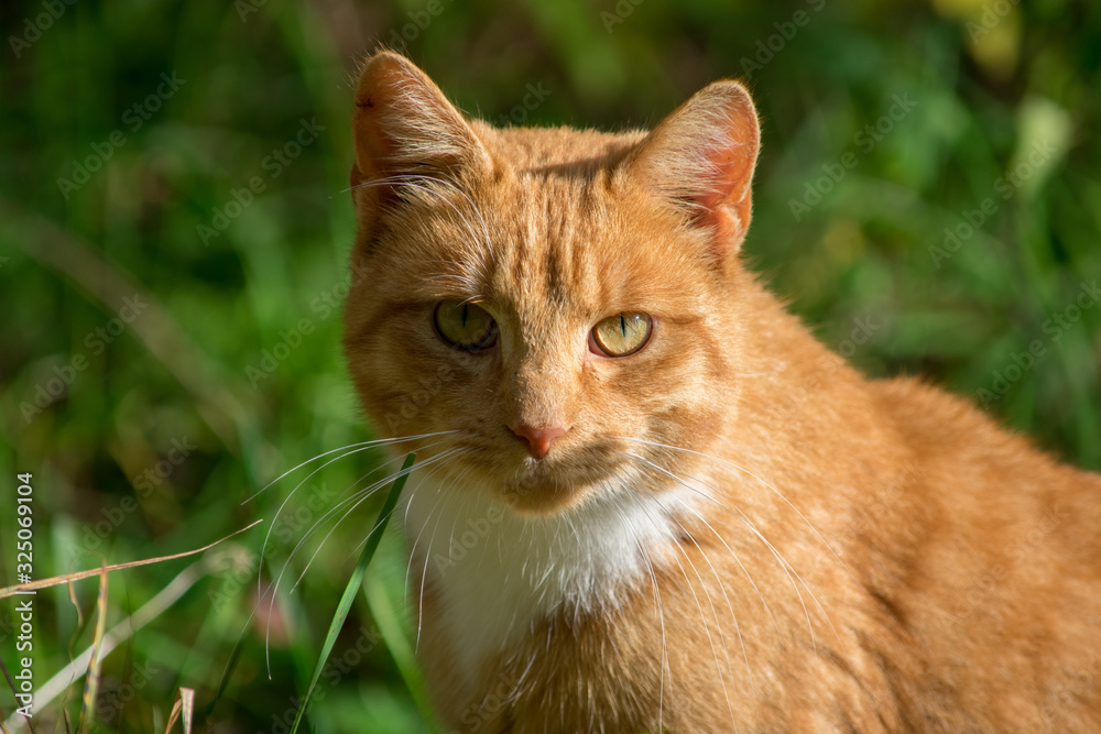 Close up portrait of beautiful ginger cat with long whiskers. Green nature background.