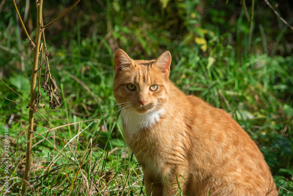 Beautiful ginger cat with long whiskers. Green nature background.