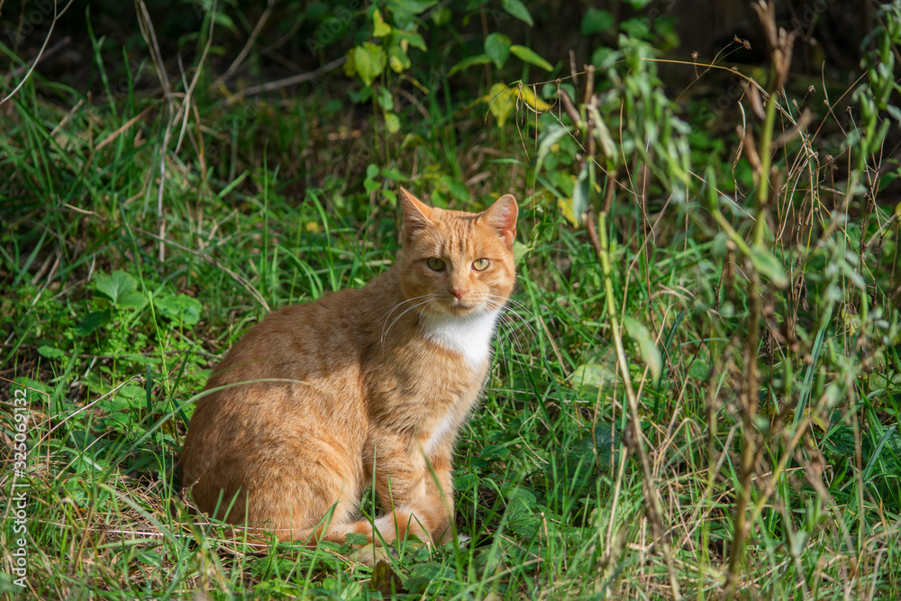 Beautiful ginger cat with long whiskers. Green nature background.