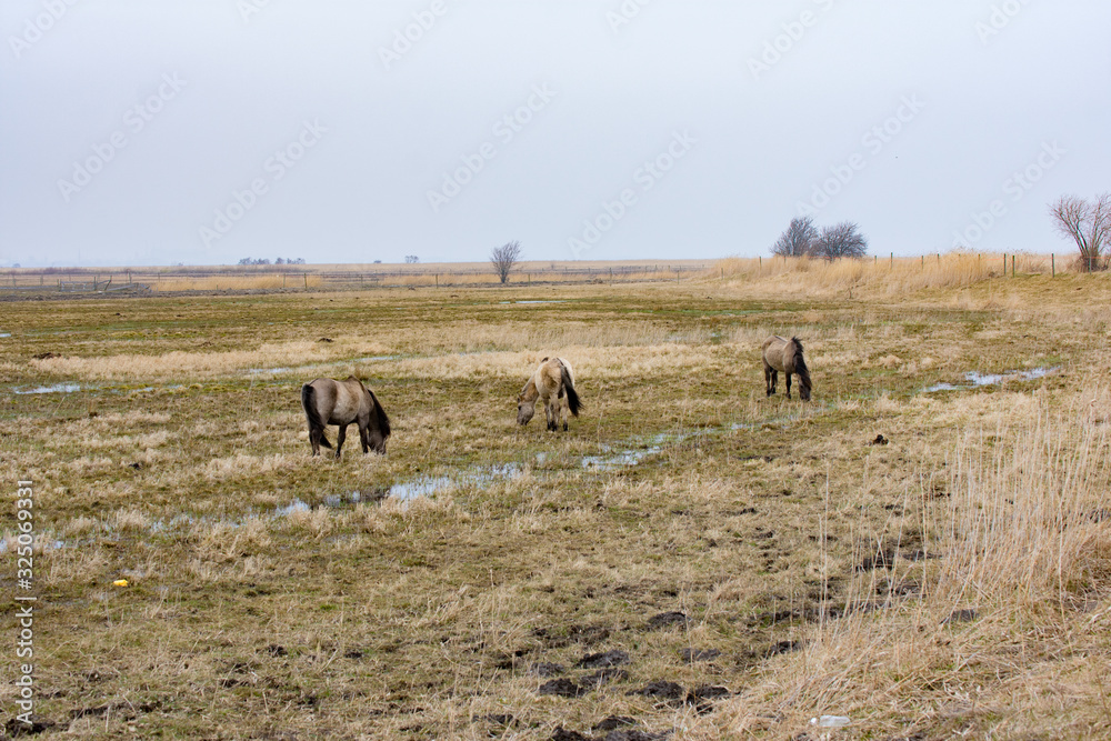 The Konik or the Polish primitive horses grazing in wet field autumn landscape The Konik or the Polish primitive horses grazing in wet field autumn landscape