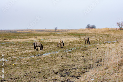 The Konik or the Polish primitive horses  grazing in wet field autumn landscape © Abinieks