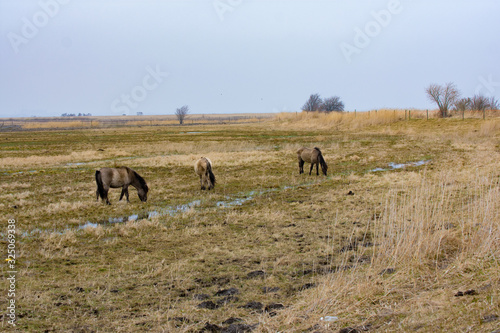The Konik or the Polish primitive horses grazing in wet field autumn landscape