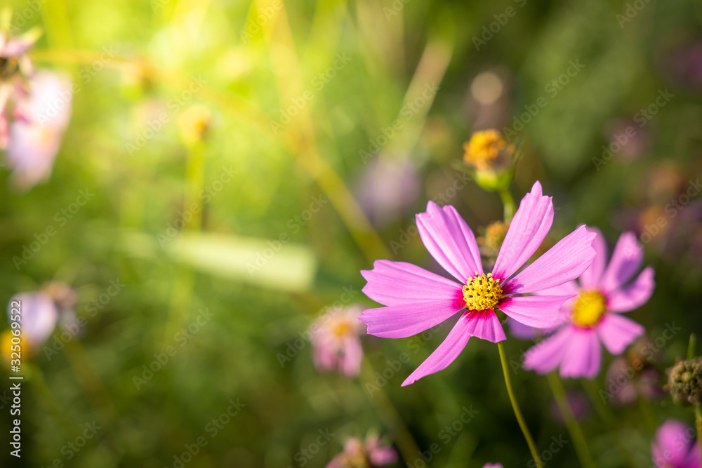 Beautiful Cosmos flowers in garden. Nature background. Beautiful Cosmos flowers in garden. Nature background.