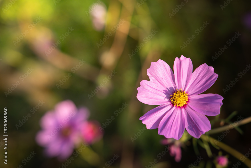 Beautiful Cosmos flowers in garden. Nature background. Beautiful Cosmos flowers in garden. Nature background.