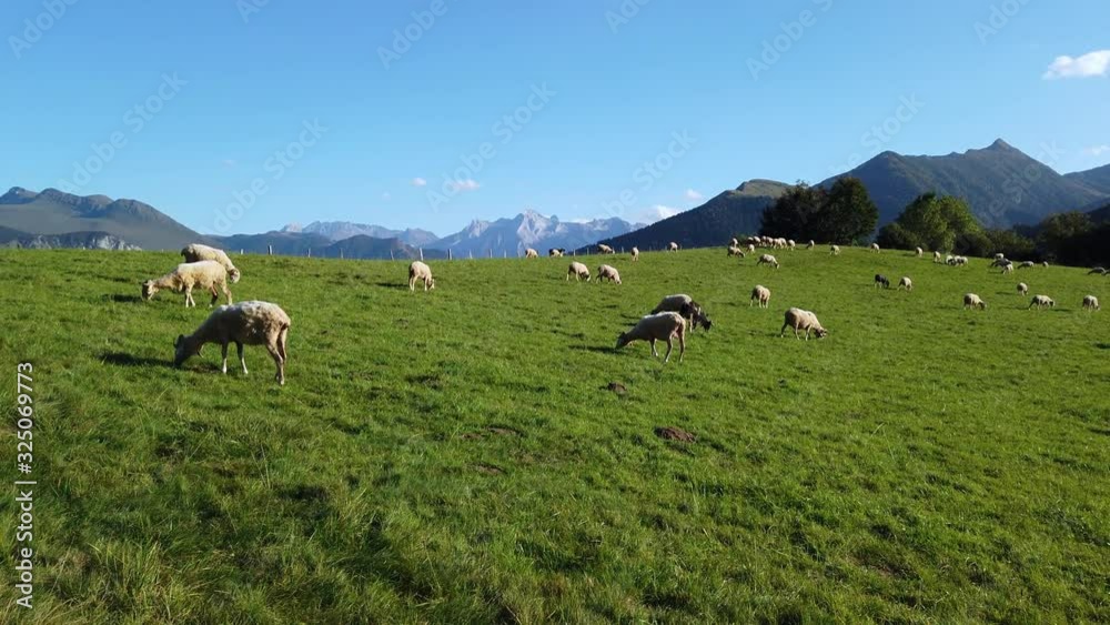Sheep grazing on green pasture in Pyrenees mountains, 4k video footage Sheep grazing on green pasture in Pyrenees mountains, 4k video footage