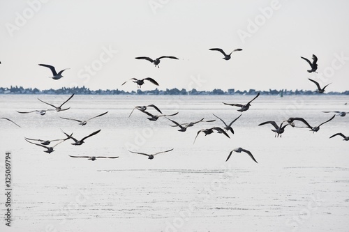 A large flock of seagulls flying from beach into waters of sea