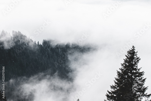 pine trees in the snow