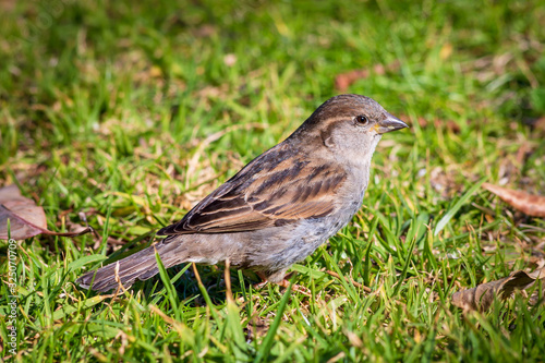 sparrow on grass © Andrew