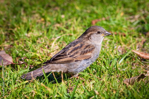 sparrow on grass