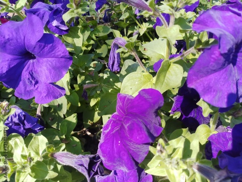 purple mix color petunia flowers