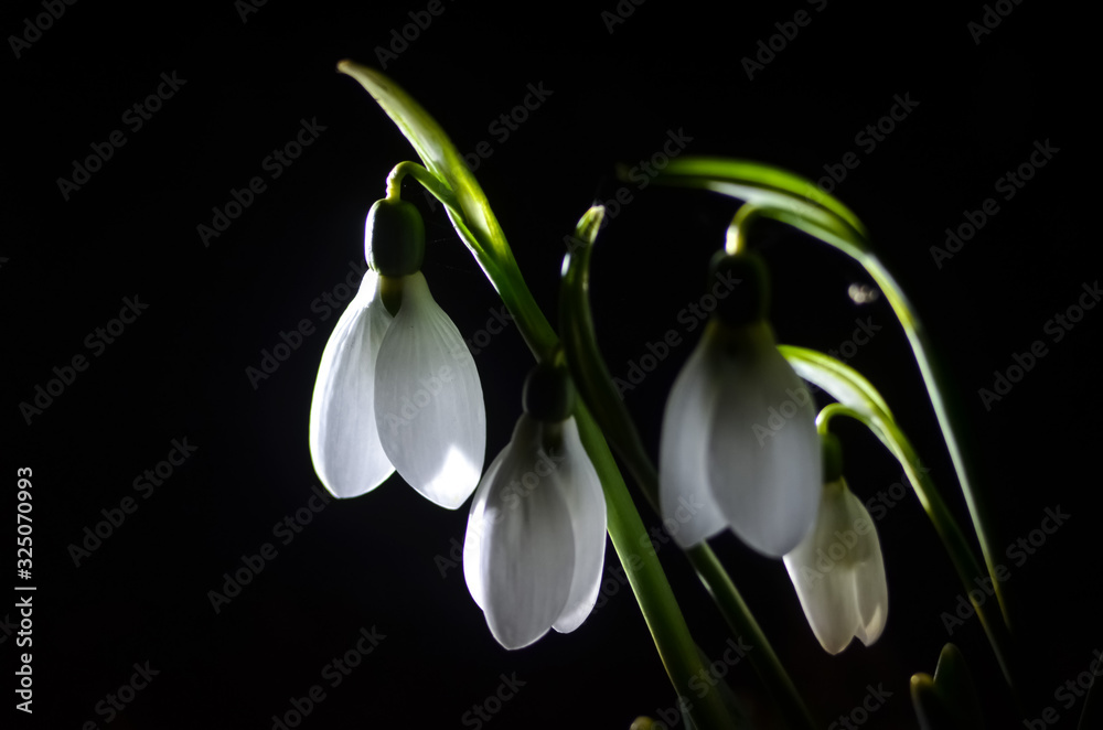 White flowers on a dark background. snowdrops - the first spring flowers White flowers on a dark background. snowdrops - the first spring flowers
