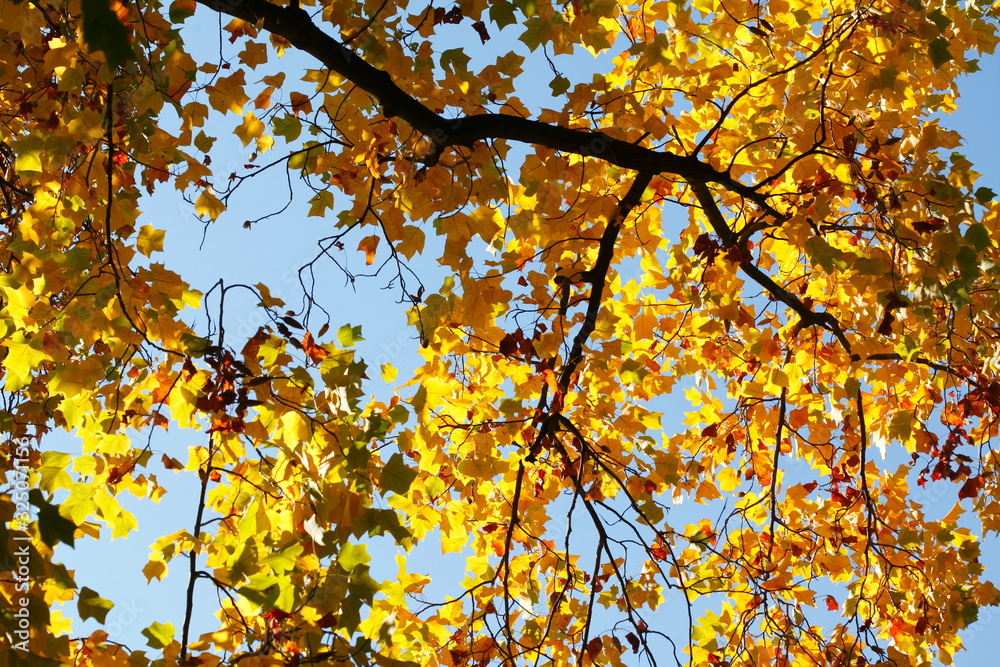 gelb verfärbte Ahornblätter an einem Baum gelb verfärbte Ahornblätter an einem Baum