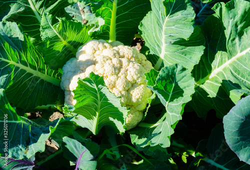 home grown vegetables, garden full of healthy earth fruits full of vitamins and minerals, small-scale organic farming, white cauliflower