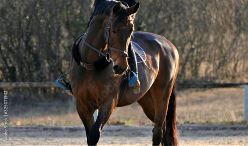Beautiful brown horse in the farm