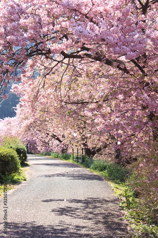 南伊豆　みなみの桜と菜の花まつり