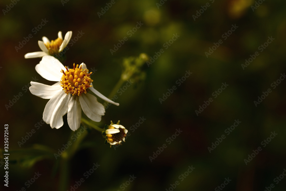 Spanish needle flowers in a meadow Spanish needle flowers in a meadow