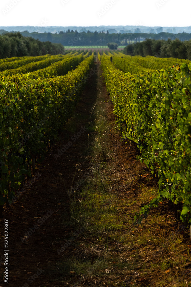 Obraz premium View through the rows of a vineyard in the region of Bolgheri, Tuscany, Italy