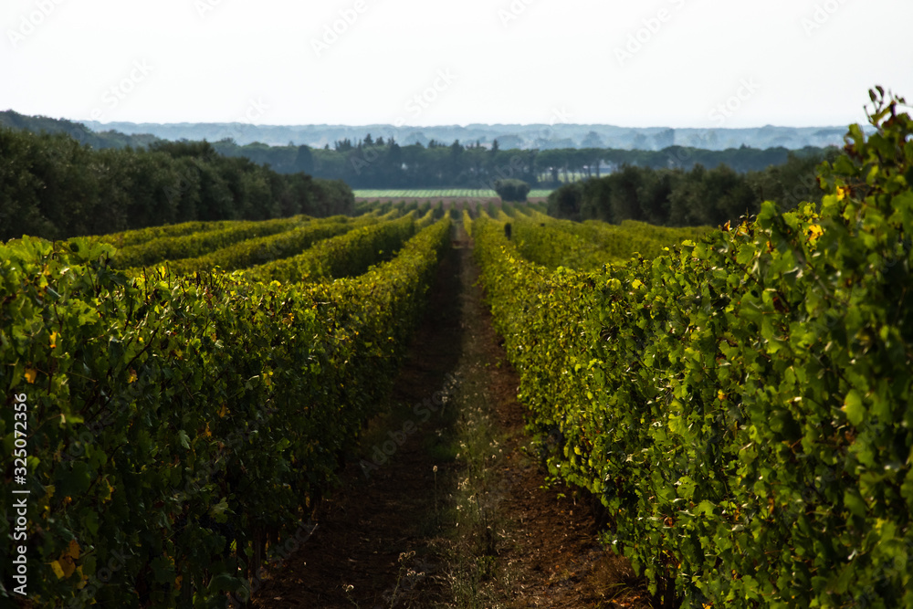 View through the rows of a vineyard in the region of Bolgheri, Tuscany, Italy