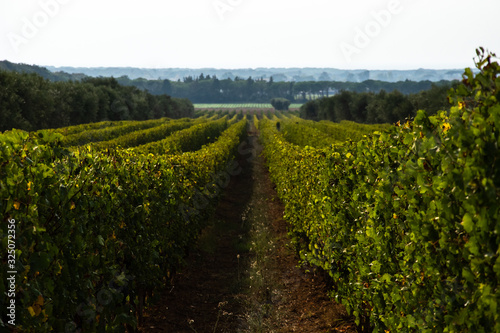 View through the rows of a vineyard in the region of Bolgheri  Tuscany  Italy
