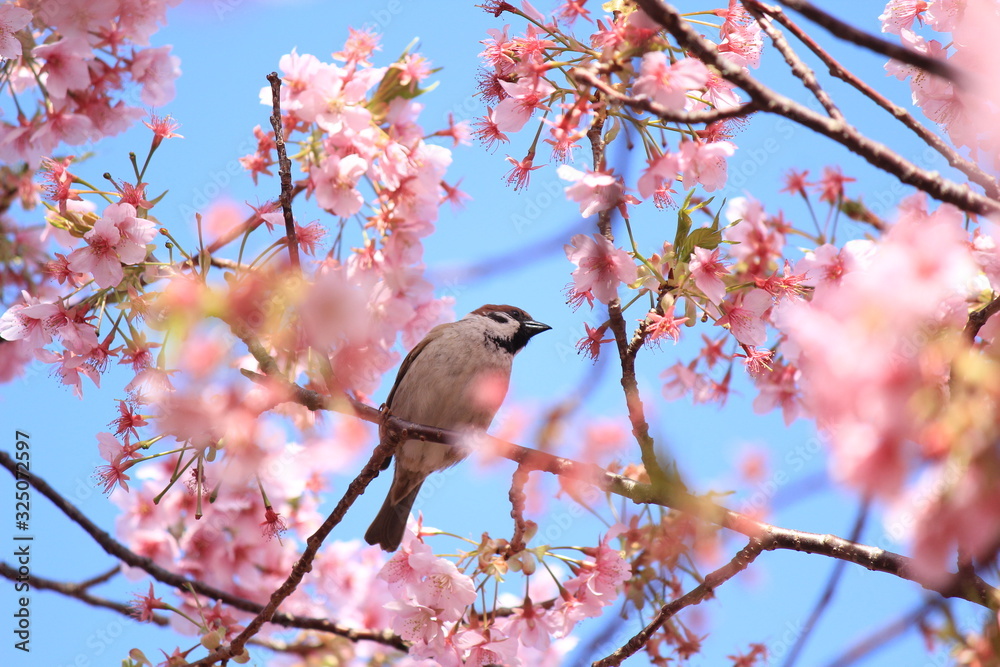 Obraz premium 河津桜とすずめ
