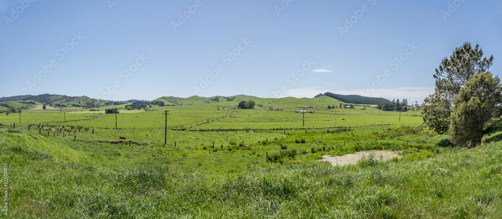 Fototapeta premium green countryside near Waitakaruru, New Zealand