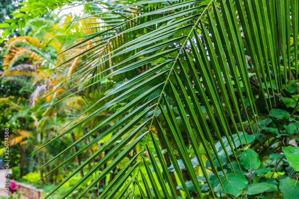 lush tropical greenery with many leaves and branches