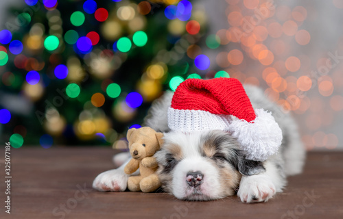 Australian shepherd puppy wearing a red santa`s hat hugs toy bear and sleeps on festive Christmas background. Empty space for text