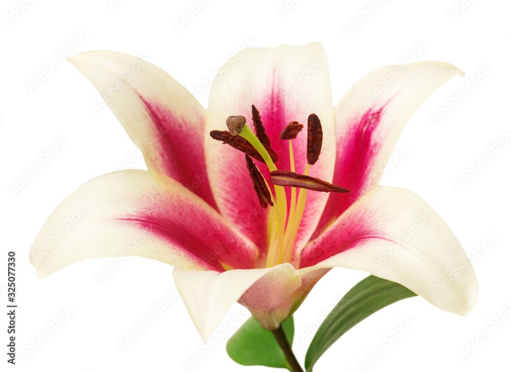 Beautiful pink lily flower.