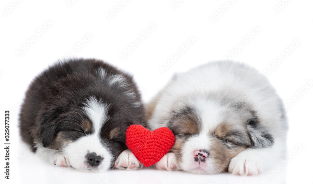 Two australian shepherd puppies sleep together with red heart. isolated on white background Two australian shepherd puppies sleep together with red heart. isolated on white background