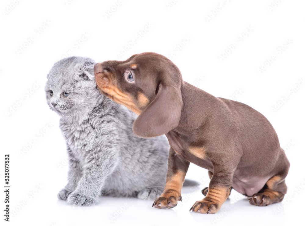 Fototapeta premium Playful dachshund puppy bites kitten's ear. isolated on white background