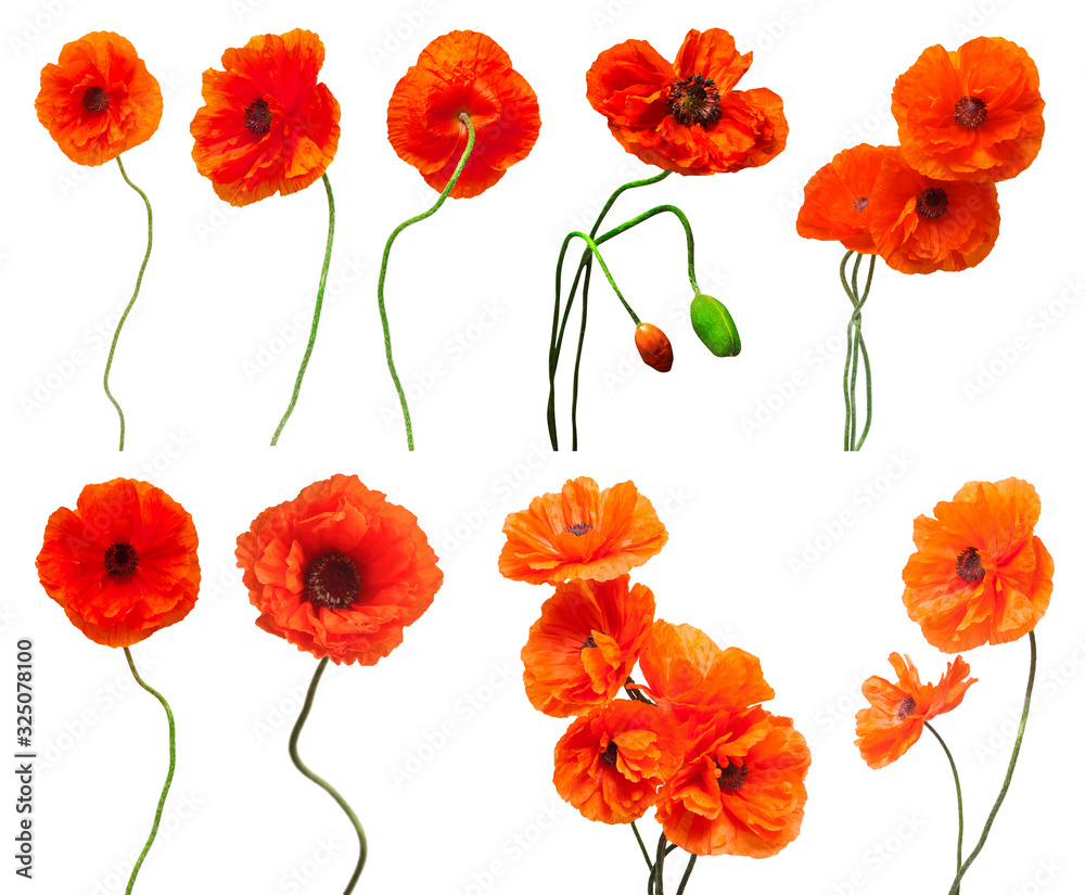 Poppy flowers collection isolated on white background. Flat lay, top view Poppy flowers collection isolated on white background. Flat lay, top view