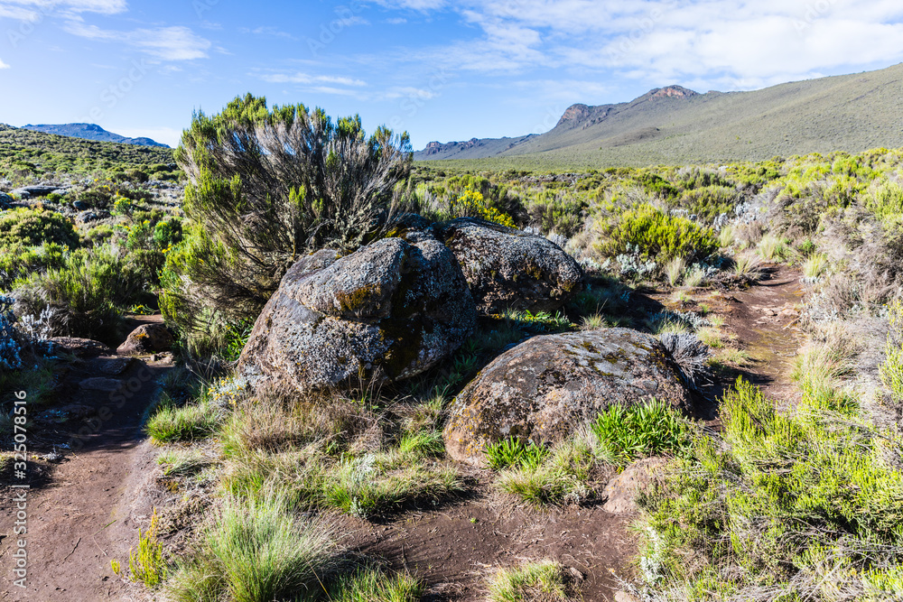 Fototapeta premium View from the Lemosho trail, the most scenic trail on mount Kilimanjaro, Tanzania