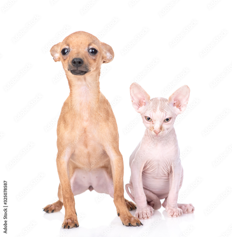 Young Toy terrier puppy and sphynx kitten sit together and look at camera.  isolated on white background